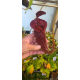 Nepenthes Hybrids Nepenthes Hybrids