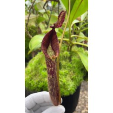 Zakriana Flared Peristome (Fusca) BE-3068 Pre