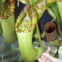 chaniana x veitchii BE-3137