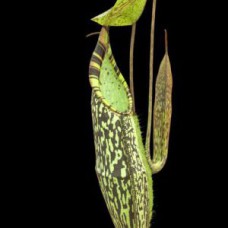 spectabilis sibuyatan BE-3177 Pre