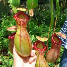 ventricosa Madja-as BE-3278 Pre