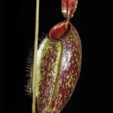 ampullaria x aristolochioides BE-3658
