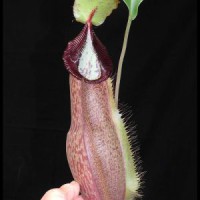 spathulata x hamata BE-3712