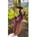 densiflora x rafflesiana BE-3719 Pre