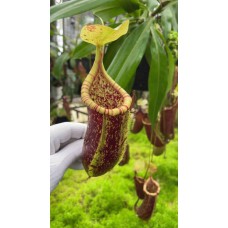 ventricosa x rafflesiana BE-3733 Pre