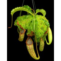 maxima Sulawesi wavy leaf BE-3735 Pre