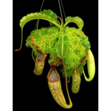 maxima Sulawesi wavy leaf BE-3735 Pre