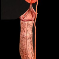 spectabilis x ventricosa BE-3745 Pre