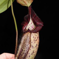 robcantleyi x spectabilis giant BE-3754 Pre