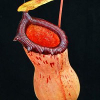ventricosa x sibuyanensis BE-3757 Pre