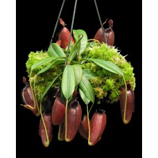 ampullaria x aristolochioides BE-3758 Pre