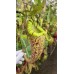 spectabilis x platychila BE-3760 Pre