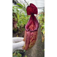 burbidgeae x (maxima x talangensis) BE-3764 Pre