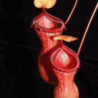 ventricosa BE-3771 Pre