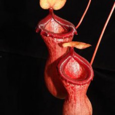 ventricosa BE-3771 Pre