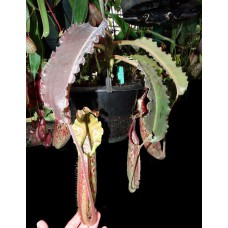 maxima wavy leaves BE-3786 Pre