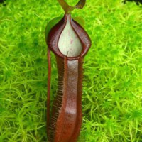 ramispina x singalana BE-3829 Pre