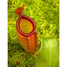 ampullaria x campanulata BE-3840 Pre