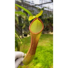 burkei x reinwardtiana BE-3849 Pre