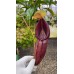 singalana x ovata BE-3882 Pre