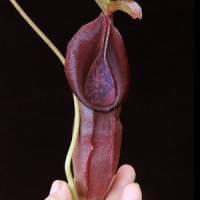 singalana x ovata BE-3882 Pre