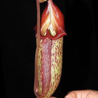 (maxima x talangensis) x robcantleyi BE-3959 Pre