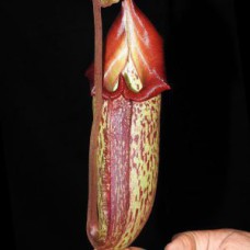 (maxima x talangensis) x robcantleyi BE-3959 Pre