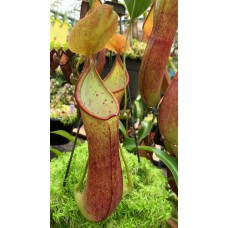 robcantleyi x reinwardtiana BE-3960 Pre
