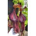 singalana x (burbidgeae x edwardsiana) BE-3984 Pre