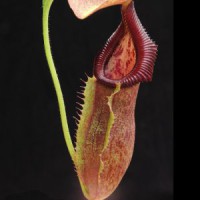 singalana x (burbidgeae x edwardsiana) BE-3984 Pre