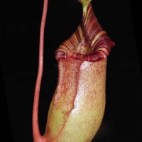 sibuyanensis x (veitchii x lowii) BE-3986 Pre