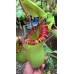 sibuyanensis x (veitchii x lowii) BE-3986 Pre