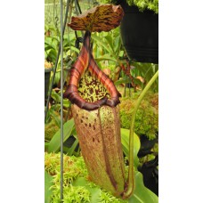 burbidgeae x robcantleyi BE-4038 Pre