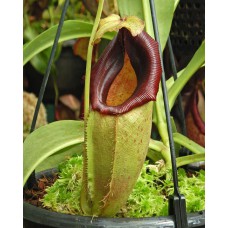spathulata x flava BE-4048 Pre