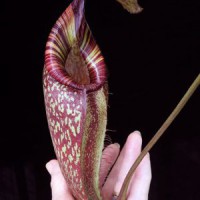 talangensis x spectabilis BE-4063 Pre