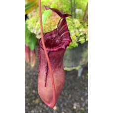 sibuyanensis x lowii BE-4504 Pre