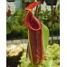 spathulata x lowii BE-4517 Pre