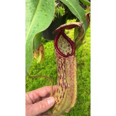 albomarginata x klossii BE-4557 Pre