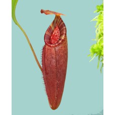 talangensis x (lowii x tentaculata) BE-4573 Pre