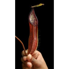 (singalana x hamata) x hamata BE-4576 Pre