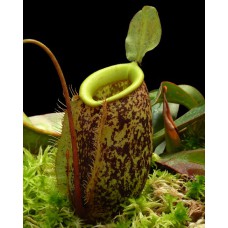 sibuyanensis x ampullaria BE-4584 Pre