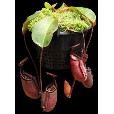 robcantleyi x palawanensis BE-4591 Pre