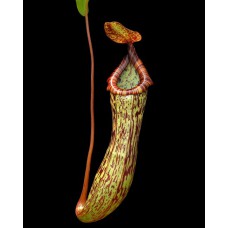 vogelii x ventricosa BE-4593 Pre