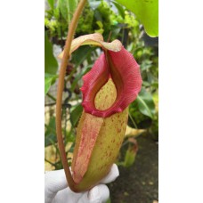 rajah x veitchii BE-4603 Seed Grown Pre
