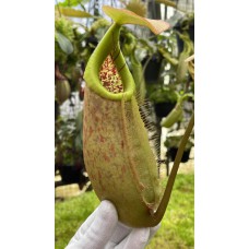 robcantleyi x merrilliana BE-4628 Pre