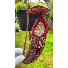spectabilis x klossii BE-4648 Pre