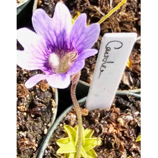 caerulea