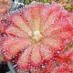 Drosera (Sundews) Drosera (Sundews)