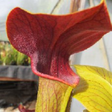 Alata Maroon Throat