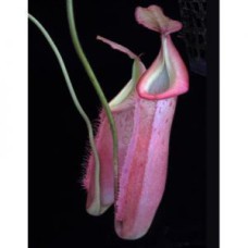 veitchii x (burbidgeae x edwardsiana) BE-4053 Pre